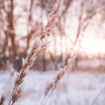 Frost-covered grass blade in a snowy field, with blurred trees and a soft pink sunset in the background.