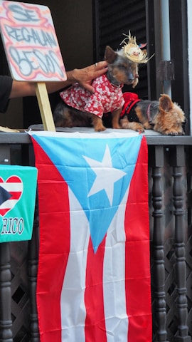 Two small dogs in colorful outfits sit on a balcony with a Puerto Rican flag draped over the railing. A sign reads "Se Regalan Besos."