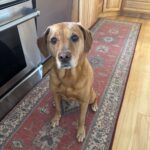 Brown dog sitting on a patterned red rug in a kitchen, with wooden cabinets and a stainless steel stove in the background.